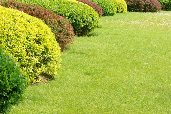 Shrubbery Planting in Rochester
