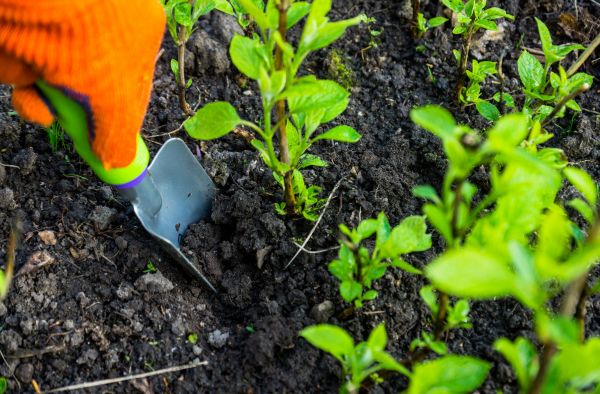 Hydrangea Planting in Rochester