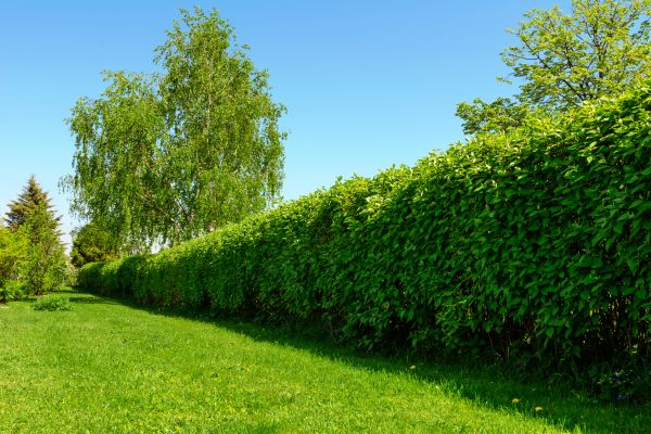 Hedge Replacement in Rochester