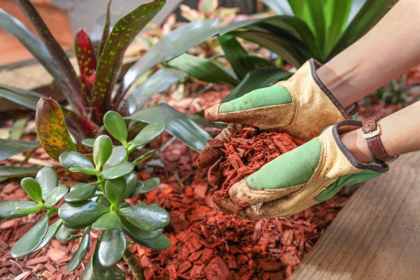 Cedar Mulch Installation in Rochester