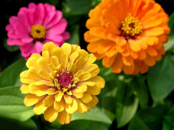 Zinnia Planting in Rochester