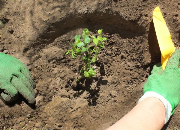 Rose Bush Planting in Rochester