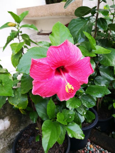 Hibiscus Planting in Rochester