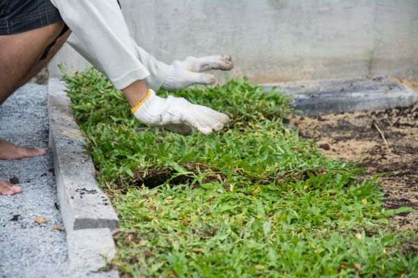 Ground Cover Planting in Rochester