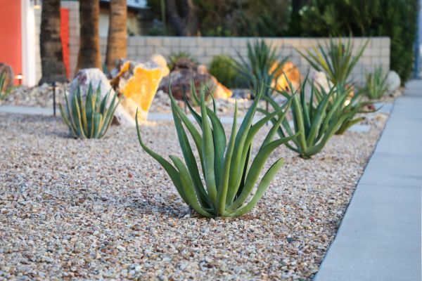 Drought Resistant Landscaping in Rochester
