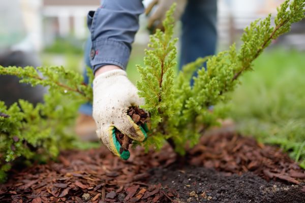 Church Mulching in Rochester