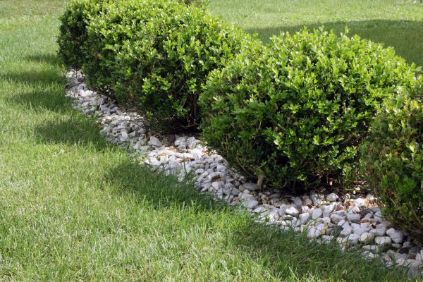 Boxwood Planting in Rochester