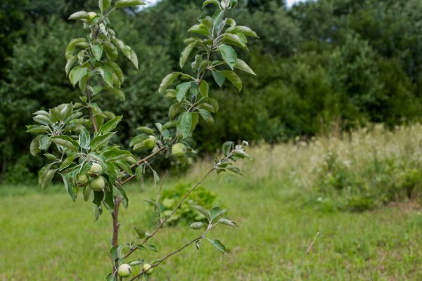 Apple Tree Planting in Rochester