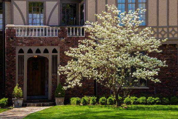 Dogwood Tree Planting in Rochester